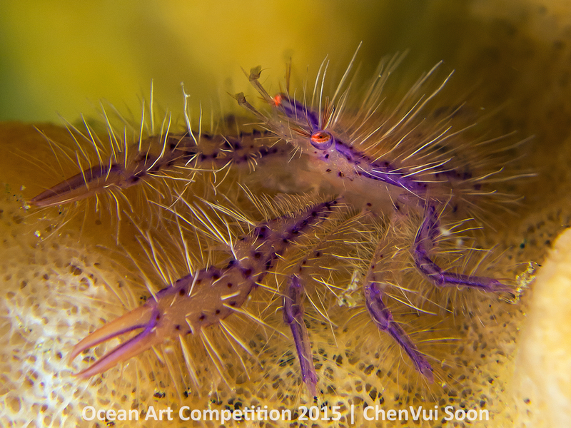 Illustration for article titled These Photos Show the Alien Beauty of Life Underwater